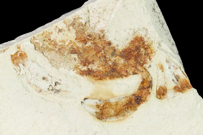 Partial, Miocene Pea Crab (Pinnixa) Fossil - California #141608